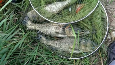 ​野钓如何才能钓到鳙鱼
