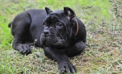 ​卡斯罗犬多少钱一条？卡斯罗犬怎样训练？