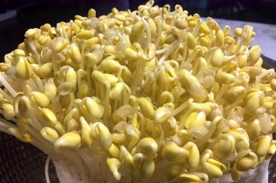 ​教你在家发豆芽，不用土壤不用肥料，3天就能吃，脆嫩营养又卫生