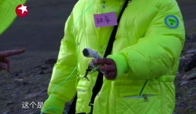 ​《极限挑战》嘉宾为摘“雪莲”致歉：只是道具……专家：是国家二级保护植物，