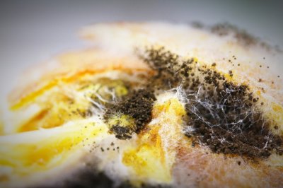 ​食物发霉，到底长啥样子？