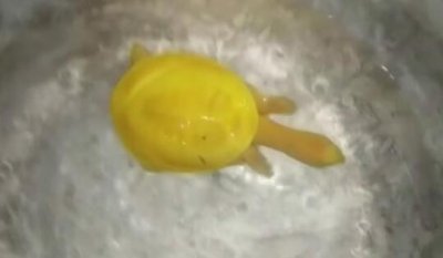 ​明星王子文的老公是谁 刘丰源王子文是夫妻吗
