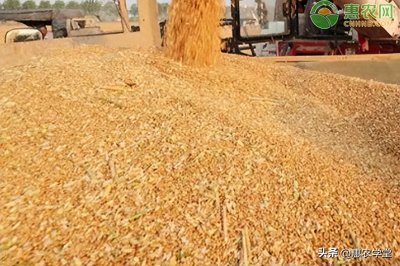​今日小麦价格一览：各地区价格不同，一斤多少钱？