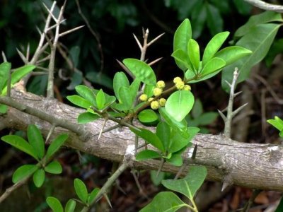 ​农村有一种植物叫做九重皮，你见过吗？