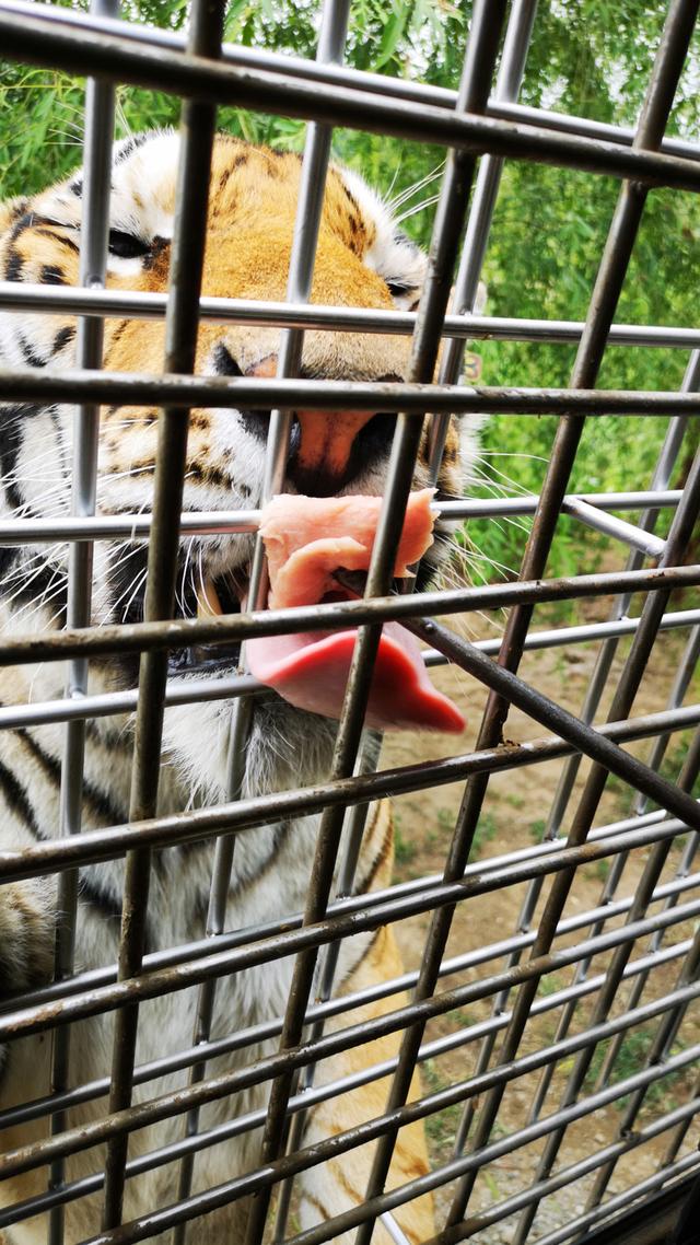 沈阳怪坡风景区游玩攻略 呼伦贝尔自驾系列(42)