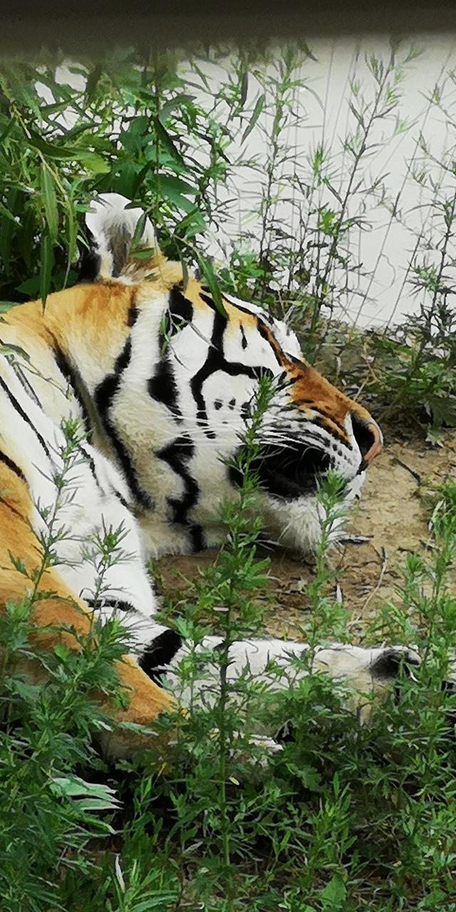 沈阳怪坡风景区游玩攻略 呼伦贝尔自驾系列(41)