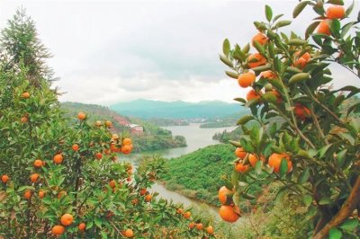 ​寻乌新闻丨寻乌蜜桔熟了