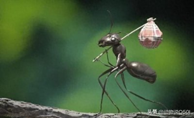 ​蚁后如果死了，它统领的蚂蚁王国又会怎样呢？