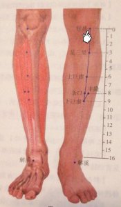 ​每日一穴——犊鼻穴