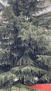 ​刚刚，贵阳下雪啦