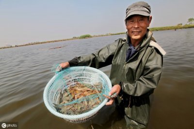 ​对虾如何养殖才能成活率高？一文告诉你对虾养殖方法和技巧