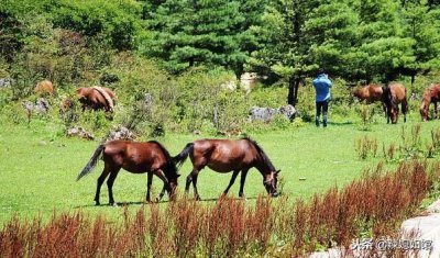 ​石柱千野草场，重庆最美的草地