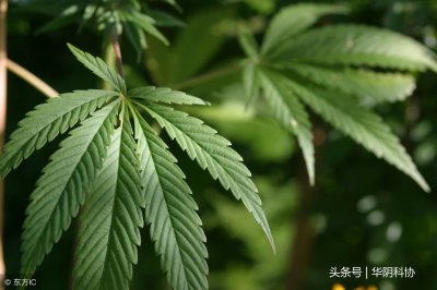 ​六大毒品及其危害——远离毒品，给自己一个健康的人生