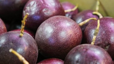 ​上市正当季的牛奶果，价格起伏不定，适合农民种植吗？