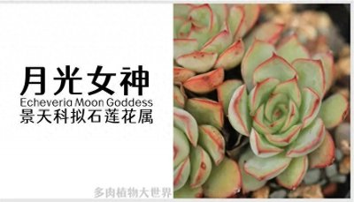 「月光女神」景天科拟石莲花属多肉植物,红边花月夜系