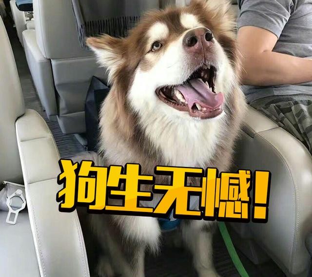 大s为什么吃素（大S多年吃素的原因曝光）