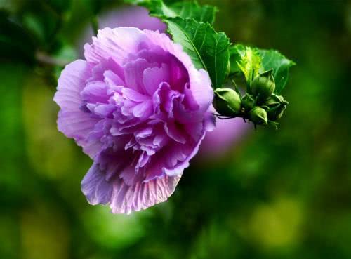 植物是生物吗（1分钟带你了解关于植物的知识）