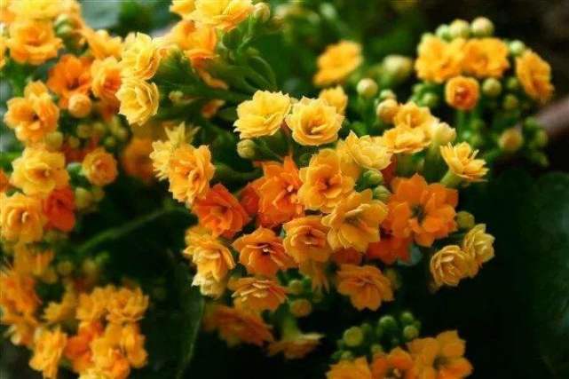 植物是生物吗（1分钟带你了解关于植物的知识）