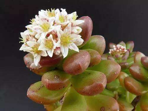 植物是生物吗（1分钟带你了解关于植物的知识）