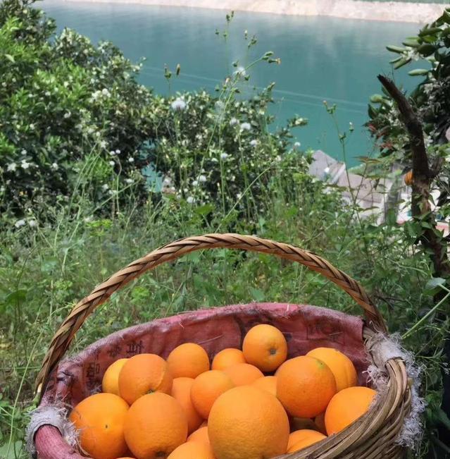 秭归脐橙湖北省秭归县特产（屈原故乡湖北秭归有三大脐橙）(8)