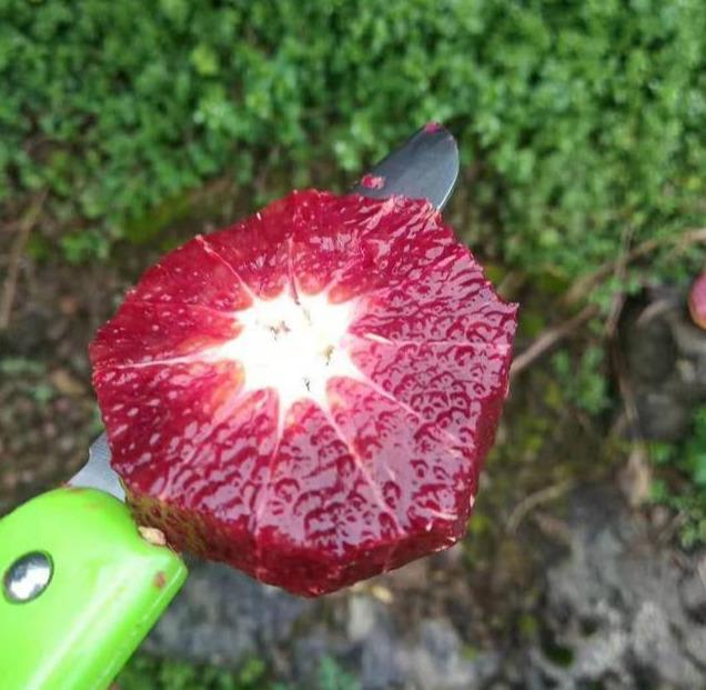 秭归脐橙湖北省秭归县特产（屈原故乡湖北秭归有三大脐橙）(6)