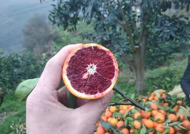 秭归脐橙湖北省秭归县特产（屈原故乡湖北秭归有三大脐橙）(7)