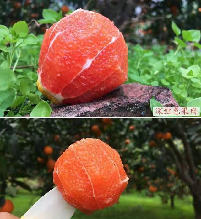 秭归脐橙湖北省秭归县特产（屈原故乡湖北秭归有三大脐橙）(5)
