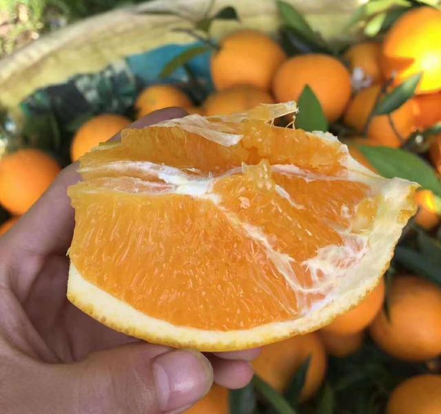 秭归脐橙湖北省秭归县特产（屈原故乡湖北秭归有三大脐橙）(9)