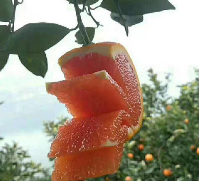 秭归脐橙湖北省秭归县特产（屈原故乡湖北秭归有三大脐橙）(4)