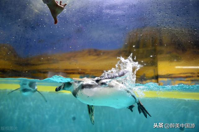 深圳市小梅沙海边游玩（探访深圳小梅沙景区）(8)