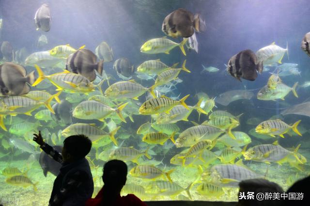 深圳市小梅沙海边游玩（探访深圳小梅沙景区）(7)