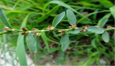​萹蓄（bianxu）是一种什么样的植物