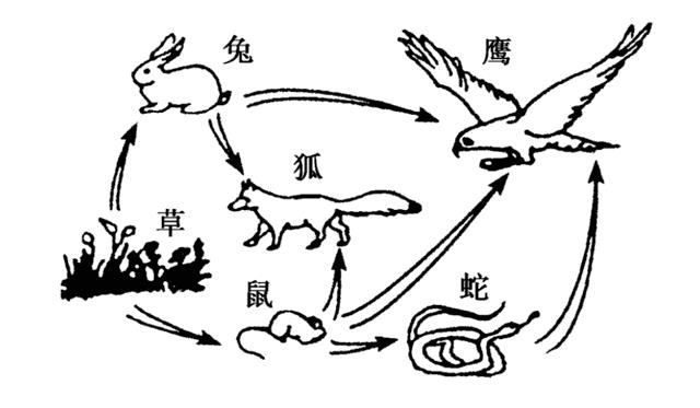 最大的蛇怕什么（中国出现过最大的蛇）