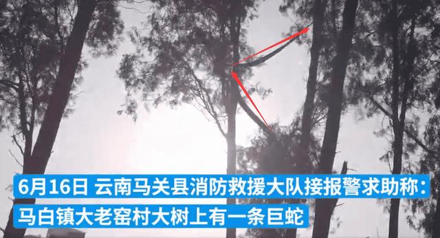 最大的蛇怕什么（中国出现过最大的蛇）