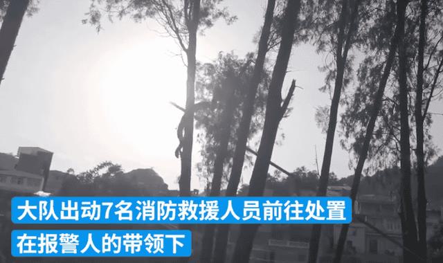 最大的蛇怕什么（中国出现过最大的蛇）