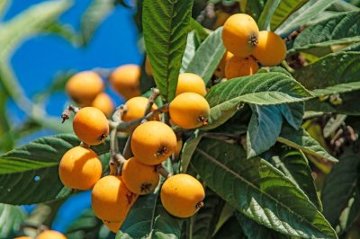 12篇枇杷种植技术精华总结(上),包括枇杷品种、定植和修剪