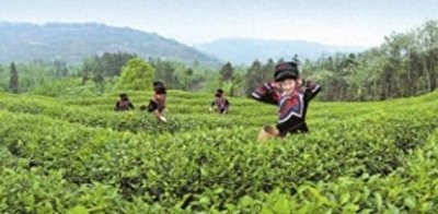 茶香山水彝乡—弥漫秀美马边