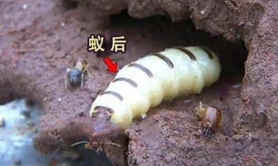 蚂蚁的种类介绍及消灭蚂蚁的方法