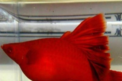 ​菊花帆红箭鱼背鳍为何变白