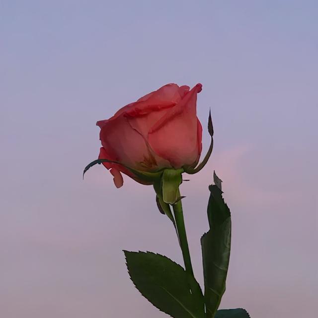 马思纯的恋爱观她的选择我尊重(马思纯择偶标准被吐槽)(6)