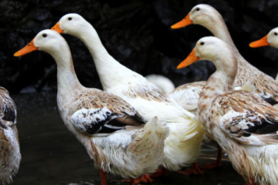 ​虾的天敌是什么?水陆空三界都是它的死对于头