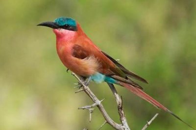 ​胭脂蜂虎:一种喜好吃蜂的鸟_在堤坝上能掘出3米巢穴