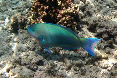 ​鹦鹉鹦嘴鱼:一种嘴巴像鹦鹉的鱼_大门齿便于刮食水藻