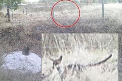 ​袋狼从新创造了吗?84年后再次拍摄到袋狼绘面_是真是假