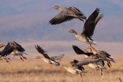 ​豆雁：重达3千克，队形跟领头鸟速度相关_加速是人字形