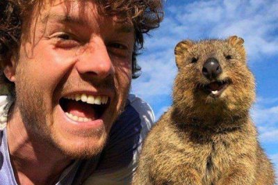 ​短尾低袋鼠为什么会笑?世界上最痛快的动物_爱和人照相