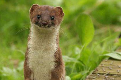 ​鸡的天敌是什么?黄鼠狼只吸鸡血_鸟禽类全没有搁过