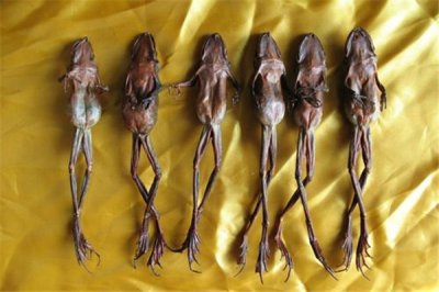 ​林蛙引见：养分丰厚的动物（一种驰名的食材）