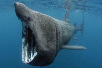 ​姥鲨：一种将近毁灭的海洋生物（头大眼睛小的生物）