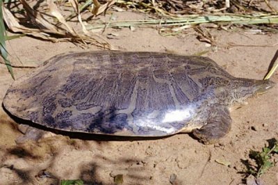 ​小头鳖：一种行踪神秘的动物（体型巨大）